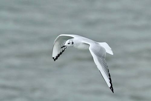 Mature Bonaparte’s gull in flight by Alan Vernon. is licensed under